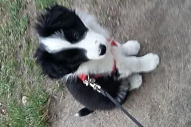 Border Collie,  dolnośląskie Wrocław