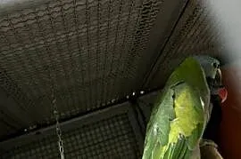 Sprzedam dorosłą parę Aleksandretta chińska (Psittacula derbiana).