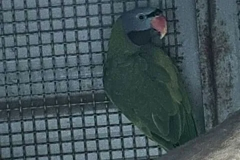 Sprzedam dorosłą parę Aleksandretta chińska (Psittacula derbiana)., Wielkopolskie, Rawicz