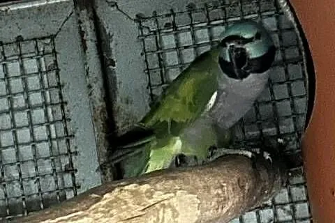Sprzedam dorosłą parę Aleksandretta chińska (Psittacula derbiana)., Wielkopolskie, Rawicz
