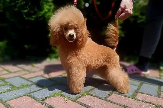 Pudel Toy z dokumentami FCI, bez wad