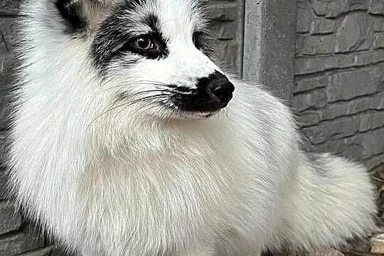 Lisy hodowlane, parka, Mazowieckie, Wilkowa Wieś