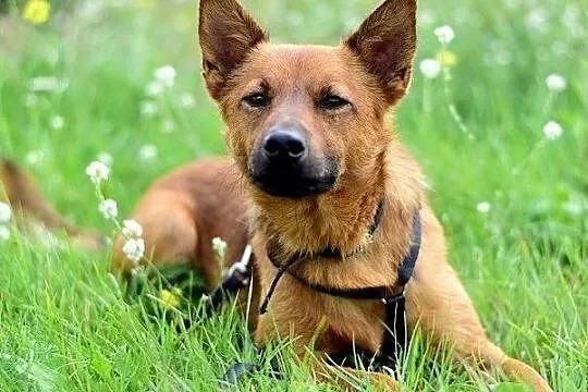 Młody,średni 9 kg,łagodny,bardzo mądry,zaszczepiony psiak CZAKI.Adopcja., Mazowieckie, Warszawa