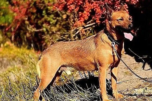 Młody,średni 9 kg,łagodny,bardzo mądry,zaszczepiony psiak CZAKI.Adopcja., Mazowieckie, Warszawa