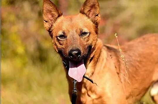 Młody,średni 9 kg,łagodny,bardzo mądry,zaszczepiony psiak CZAKI.Adopcja., Mazowieckie, Warszawa