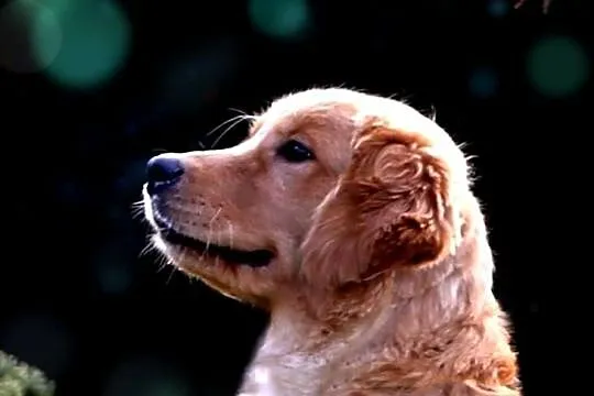 GOLDEN RETRIEVER-typ amerykański, ZKwP/FCI, mniejsze w typie