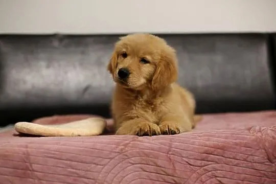 GOLDEN RETRIEVER-typ amerykański, ZKwP/FCI, mniejsze w typie, Dolnośląskie, Wrocław