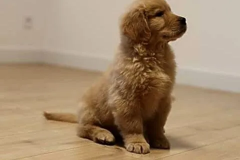GOLDEN RETRIEVER-typ amerykański, ZKwP/FCI, mniejsze w typie, Dolnośląskie, Wrocław