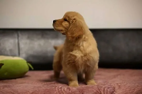 GOLDEN RETRIEVER-typ amerykański, ZKwP/FCI, mniejsze w typie, Dolnośląskie, Wrocław