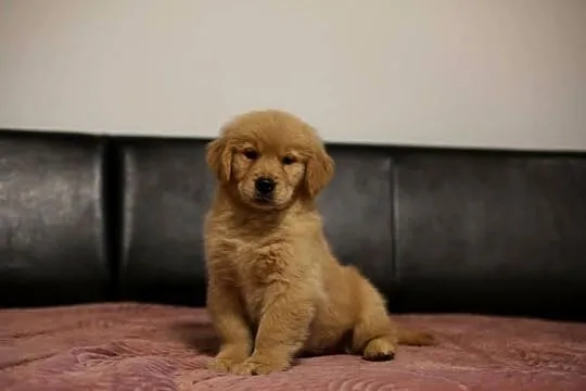 GOLDEN RETRIEVER-typ amerykański, ZKwP/FCI, mniejsze w typie, Dolnośląskie, Wrocław