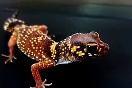 underwoodisaurus milii