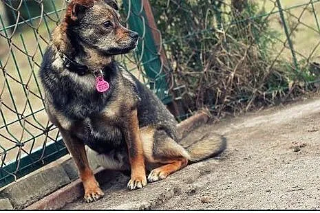 Okruszek - Cudo nad Cudami do ADOPCJI!,  mazowieckie Warszawa