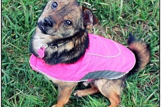 Okruszek - Cudo nad Cudami do ADOPCJI!,  mazowieck