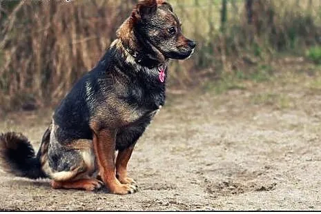 Okruszek - Cudo nad Cudami do ADOPCJI!,  mazowieck