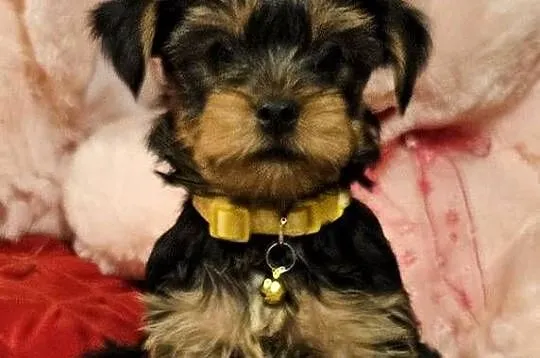 Pieski Yorkshire Terrier Gotowe Do Odbioru, Mazowieckie, Żyrardów