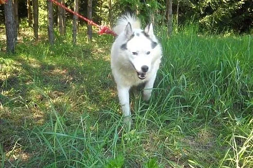 Polaris, samotny-(, podlaskie Suwałki