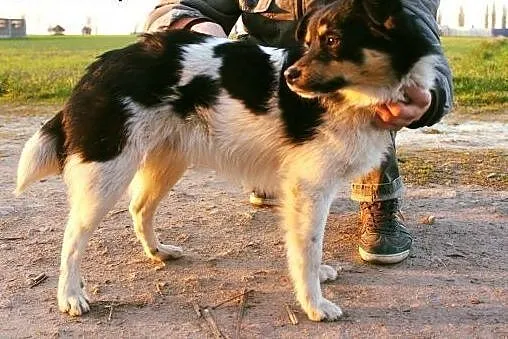 Tymek - średniej wielkości, młodziutki psiak który bardzo źle znosi sc,  łódzkie Łódź