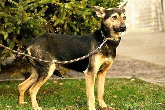Spokojna, bardzo grzeczna Frania - zobacz i zakoch