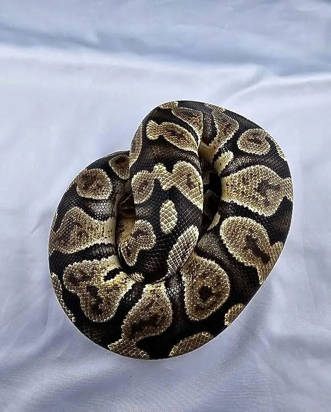 Pyton królewski python regius samica, Dolnośląskie, Wrocław
