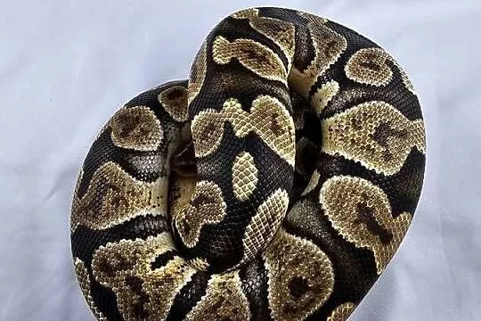 Pyton królewski python regius samica, Dolnośląskie, Wrocław