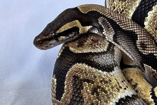 Pyton królewski python regius samica, Dolnośląskie, Wrocław