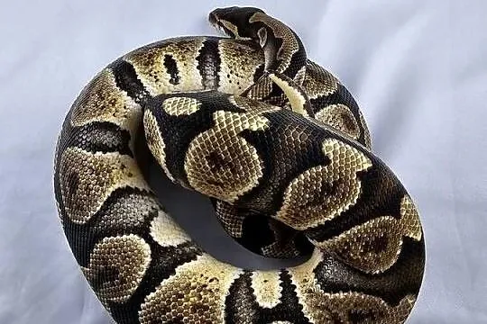 Pyton królewski python regius samica, Dolnośląskie, Wrocław