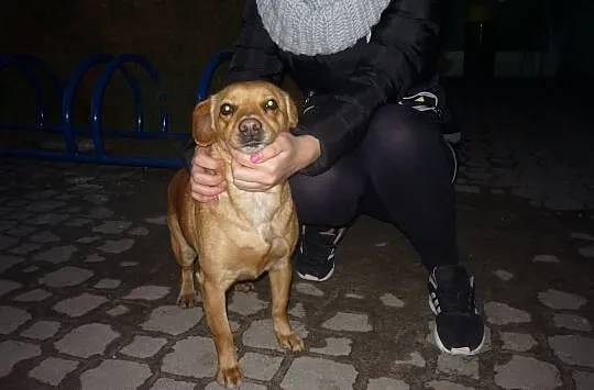 Nieduża Pini, bardzo łagodna suczka w typie JAMNIK