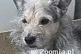 Kupię psa