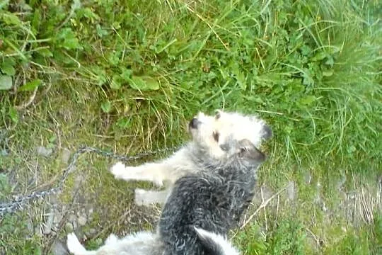 Kupię psa