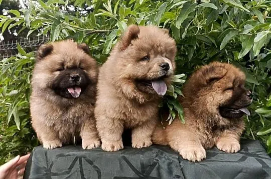 Wzorcowe Chow Chow piękny exterrier rodzice FCI