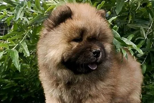 Wzorcowe Chow Chow piękny exterrier rodzice FCI, Opolskie, Krapkowice