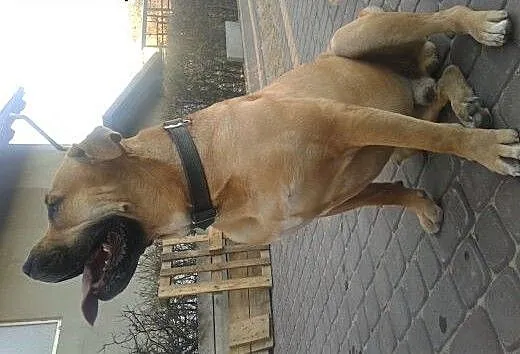Dog z Majorki, krycie., pomorskie Starogard Gdańs