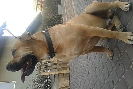 Dog z Majorki, krycie.,  pomorskie Starogard Gdańs