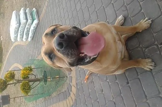 Dog z Majorki, krycie.,  pomorskie Starogard Gdańs