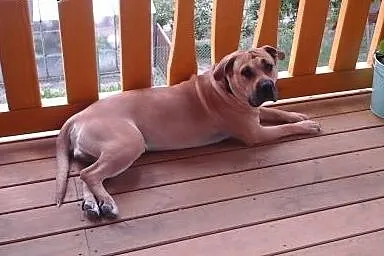 Dog z Majorki, krycie.,  pomorskie Starogard Gdańs