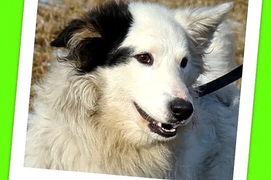 Średni 10 kg psiak PIRAT,przyjazny, kontaktowy,łagodny_Adopcja_