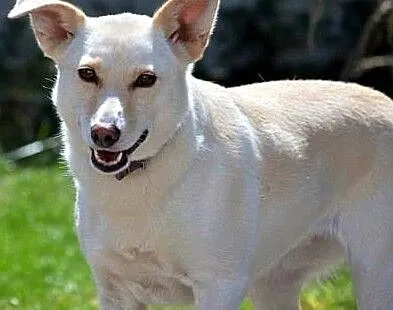 MILKA - piękna, biała sunia już tak długo szuka domu... ADOPTUJ!, Mazowieckie, Warszawa