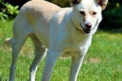 MILKA - piękna, biała sunia już tak długo szuka domu... ADOPTUJ!, Mazowieckie, Warszawa