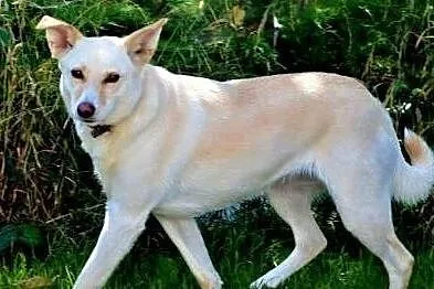 MILKA - piękna, biała sunia już tak długo szuka domu... ADOPTUJ!, Mazowieckie, Warszawa