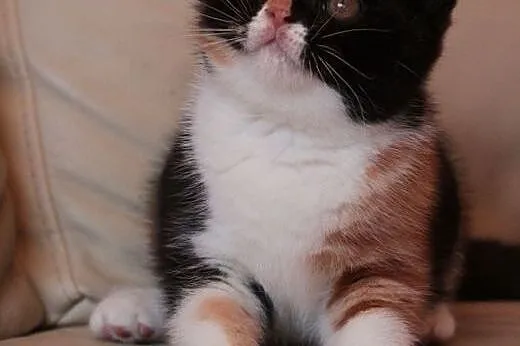 Mia - brytyjska przepiękna koteczka,  kujawsko-pom