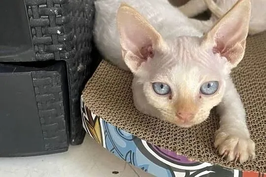 Kocurek Devon rex, Zachodniopomorskie, Szczecin