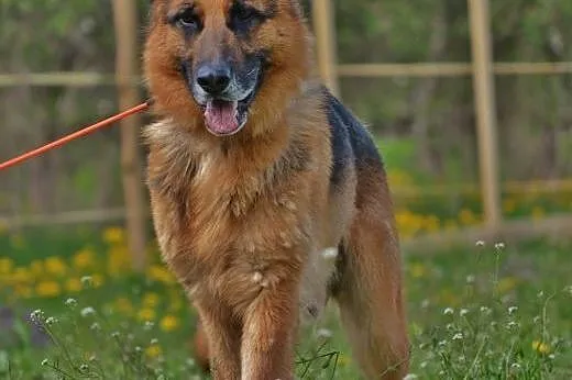 TORIN - najwierniejszy z wiernych :),  mazowieckie