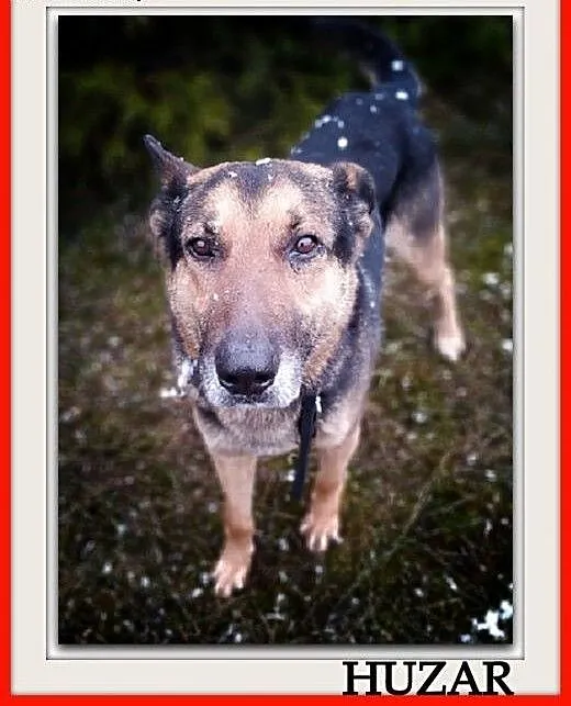Dosyć duży,7 letni,typ owczarka,kontaktowy,szczepiony pies HUZAR.Adopcja., mazowieckie Warszawa, Mazowieckie, Warszawa