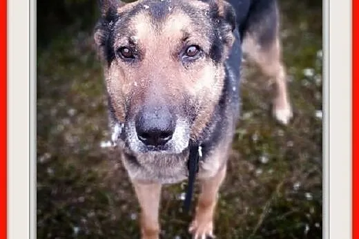 Dosyć duży,7 letni,typ owczarka,kontaktowy,szczepiony pies HUZAR.Adopcja.,  mazowieckie Warszawa, Mazowieckie, Warszawa