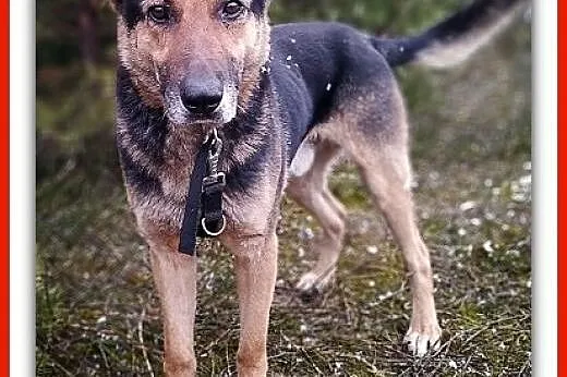Dosyć duży,7 letni,typ owczarka,kontaktowy,szczepiony pies HUZAR.Adopcja.,  mazowieckie Warszawa, Mazowieckie, Warszawa