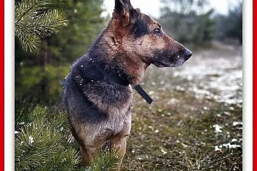 Dosyć duży,7 letni,typ owczarka,kontaktowy,szczepiony pies HUZAR.Adopcja.,  mazowieckie Warszawa, Mazowieckie, Warszawa