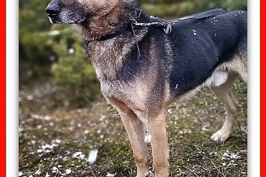 Dosyć duży,7 letni,typ owczarka,kontaktowy,szczepiony pies HUZAR.Adopcja.,  mazowieckie Warszawa, Mazowieckie, Warszawa