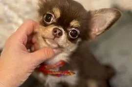 Mini sunia 1,5 kg Czekolada -Chihuahua długowłosa
