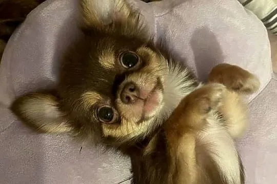 Mini sunia 1,5 kg Czekolada -Chihuahua długowłosa, Dolnośląskie, Trzebnica