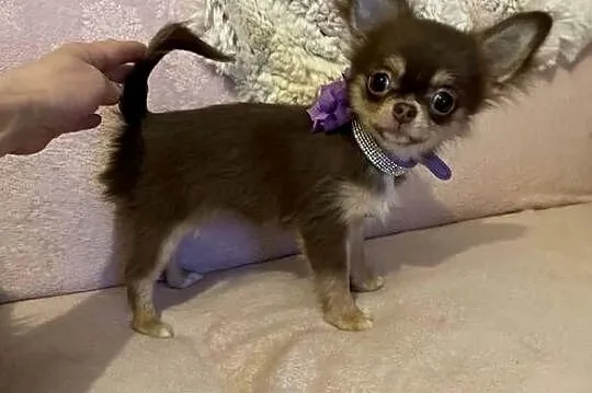Mini sunia 1,5 kg Czekolada -Chihuahua długowłosa, Dolnośląskie, Trzebnica